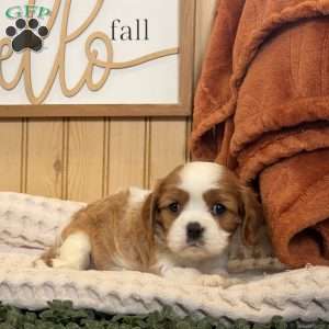 Captain, Cavalier King Charles Spaniel Puppy